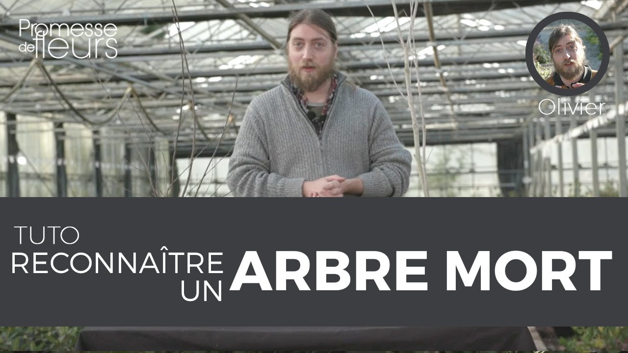 Tuto : reconnaître un arbre mort