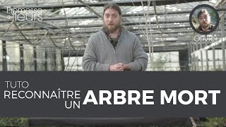 Tuto : reconnaître un arbre mort