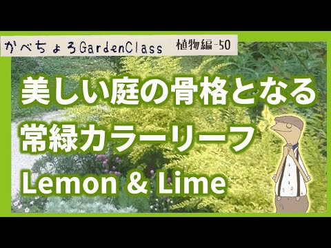 小葉ライム、コード葉ライム、ティリア・コルダタ