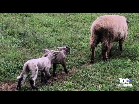 Manual de Historia sobre Fachinal, Misiones: La producción de cordero