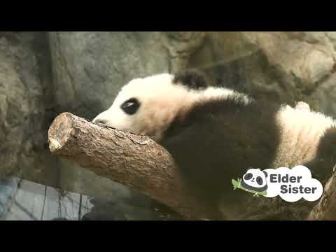 Meet Hong Kong's Giant Panda Cubs