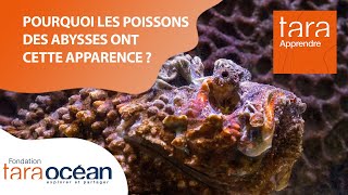 TarApprendre : Pourquoi les poissons des abysses ont une apparence aussi “monstrueuse” ?