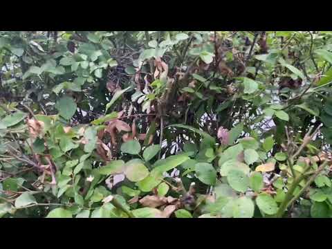 Bird nest & egg found by Areebah