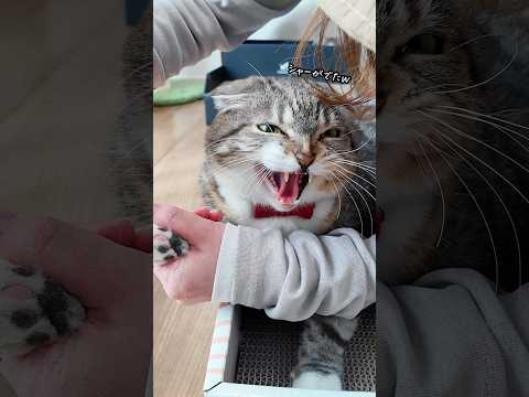 レオンくんのオケトゥのおけけを刈ったらりっちゃんとむぅちゃんが巻き添えになってしまった🤣🤣🤣 #猫