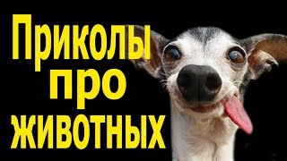 Смешные приколы про животных