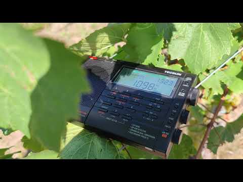 1098 kHz 🇸🇰 - Radio Patria in a vineyard - 03.09.2022