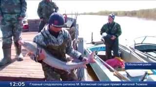 В Иртыше ловят осетров для Абалакского рыборазводного завода