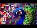 12K HDR 120fps Dolby Vision With Calming Music Animal Colorful Life