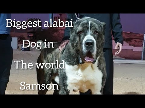 biggest alabai dog in the world samson