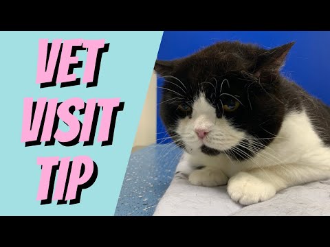 Make Your Cat Feel Comfortable at the Vets - Cat Breeding For Beginners, Cattery Advice for Breeders