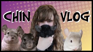What Owning a Chinchilla is Actually Like