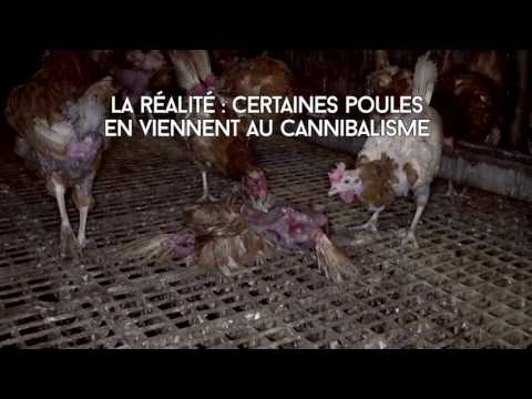 , title : 'Le « plein air » : PETA révèle les conditions de vie sordides des poules d'un élevage britannique'