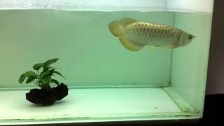 Golden head arowana