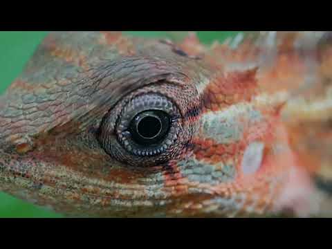 Mesmerizing Macro: Lizard Eye in Technicolor! Close-Up Exploration of Nature's Vivid Palette.😀