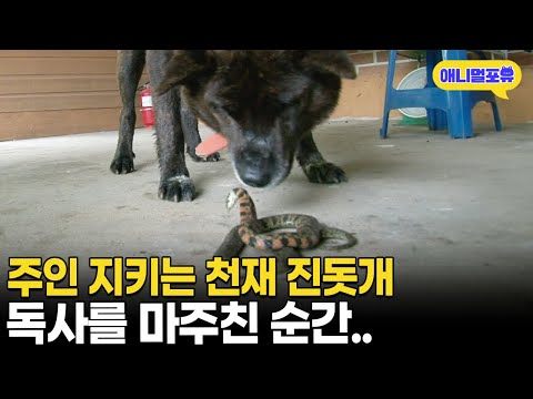 주인 지키는 천재 진돗개, 독사를 마주친 순간 I KBS 굿모닝 대한민국 120612 방송