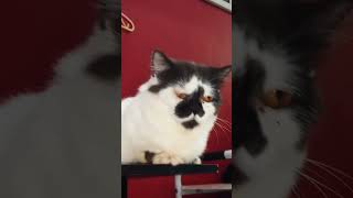 Download lagu cat dkdodid dkso sskisd mp3