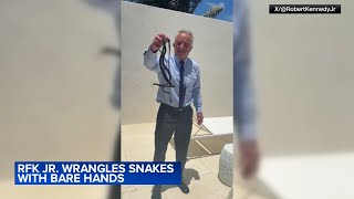 RFK Jr. picks up two black Racer snakes with his bare hands