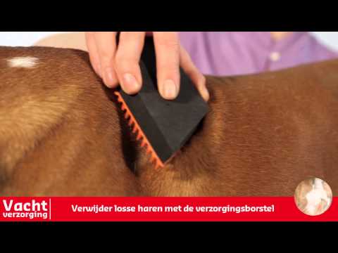 Vachtverzorging van honden met een kortharige vacht