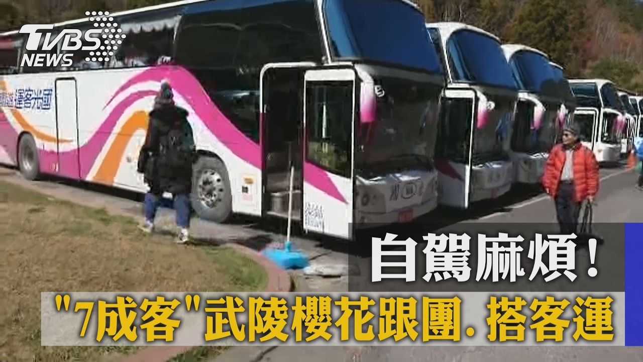 自駕麻煩! 7成客武陵櫻花跟團、搭客運