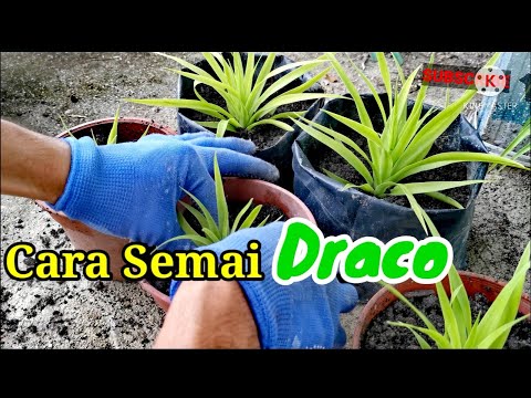 , title : 'DIY Cara semai benih draco | pandan draco | hormon akar | how to grow dracaena draco | Anak pokok'