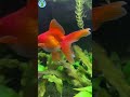 5 JENIS IKAN MAS KOKI IDOLA Ikanmaskoki Oranda Faintail Blackmoorgoldfish Goldfish