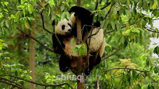 Pandatherapy HD 011 #panda #babypanda #pandalover #china #sichuan