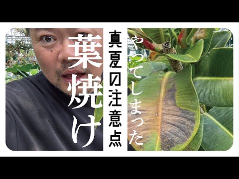 カマモミ 植物