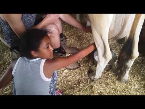 Milking Lizbeth firsy day of simmer 6/21/2017