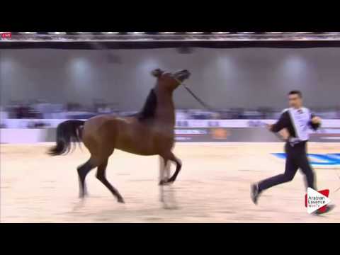 N.200 BS MOHTHAB - Dubai 2016 - Colts 3 years old (Class 11)