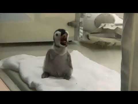 Emperor penguin chick (10 days from born)