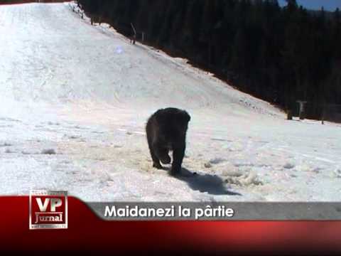 Maidanezi la pârtie