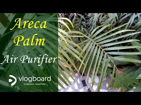 Areca Palm Plants Benefits