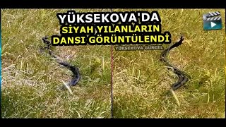Yüksekova'da Siyah Yılanların Dansı Görüntülendi