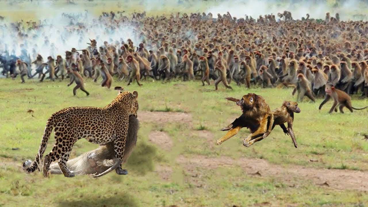 A Pack Of Baboons Surrounded And Attacked A Leopard To Rescue Their Leader