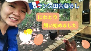 我が家の鶏ちゃん🐔Our New Chickens