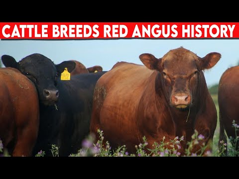 , title : '⭕ Cattle Breeds RED ANGUS History ✅  Cattle RED ANGUS  / Bulls RED ANGUS'