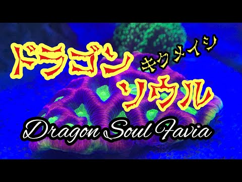 ドラゴンソウル Dragon Soul Favia  キクメイシ