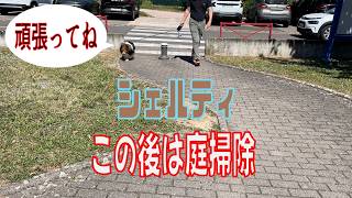 【シェルティ】この後は庭掃除【フランス田舎暮らし🇫🇷】#犬の散歩 #賢い犬 #犬のいる暮らし #シェルティ