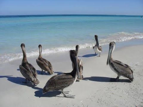 VIVIR DEL CUENTO  Los viejos y el mar  (II)