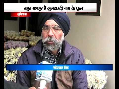 Flower Lover Mohinderpal Singh from Ludhiana