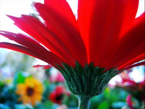Nine, Unusual Way, Elaine Paige
