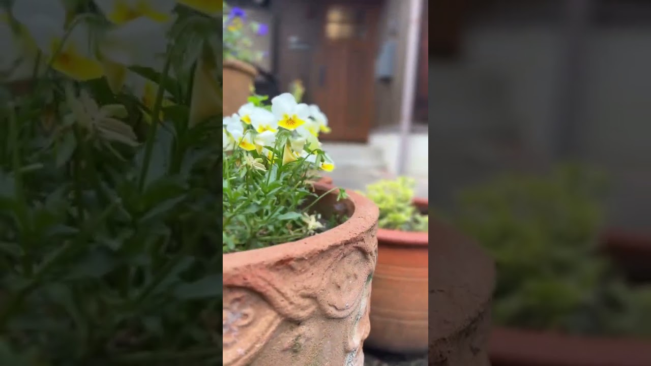 【季節と暮らす家】滋賀・近江八幡 O様邸へ訪問。植物に囲まれた穏やかな日常