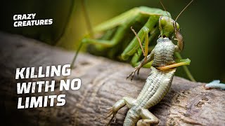 Praying Mantises Are Killing Machines