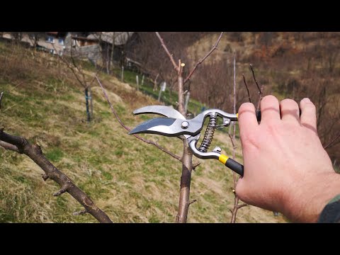 REZIDBA JABUKE - KAKO PRAVILNO OREZATI MLADE SADNICE / PRUNING YOUNG APPLE