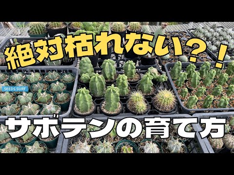 柔らかい葉から落ちた病気のシュルンベルジェラクリスマスサボテンを挿し木で復活させる方法のヒント