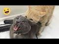 Try Not To Laugh Cats And Dogs Videos 😁 - New Funny Animals Video 2024 #1