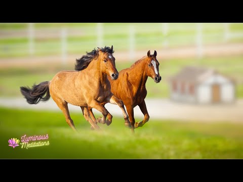 1 HOUR AMAZING HORSES || Horse Lovers || Beautiful Relaxing Music + Nature Sounds | Stress Relief 🏇🏻