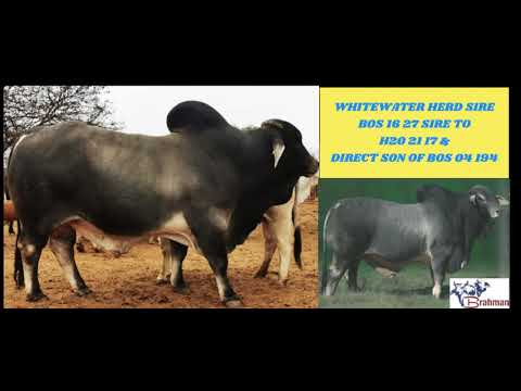 Whitewater Brahmane (Au Albidus Versveiling) - 23 Maart 2024