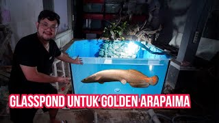 DI LUAR EKSPEKTASI GLASSPOND GOLDEN ARAPAIMA JADI BEGINI