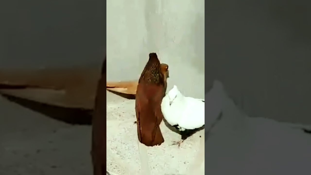 Lal kabutar joda #shorts #short #youtube #lal #kabutar #joda